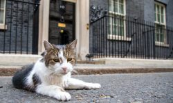„Am încă cel puțin șase vieți”. Motanul Larry de pe Downing Street revine la reședința premierului, după o intervenție