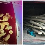 Șase cazuri de tăiere ilegală a arborilor, documentate de polițiștii din Taraclia