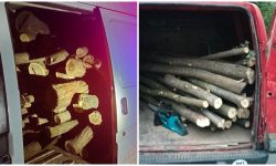 Șase cazuri de tăiere ilegală a arborilor, documentate de polițiștii din Taraclia