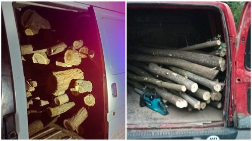 Șase cazuri de tăiere ilegală a arborilor, documentate de polițiștii din Taraclia