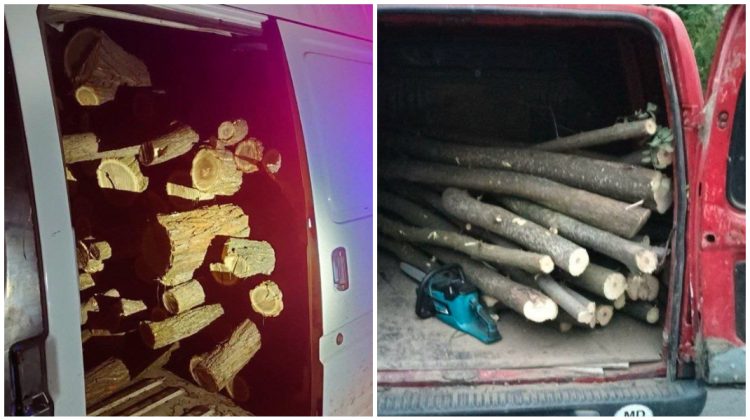 Șase cazuri de tăiere ilegală a arborilor, documentate de polițiștii din Taraclia