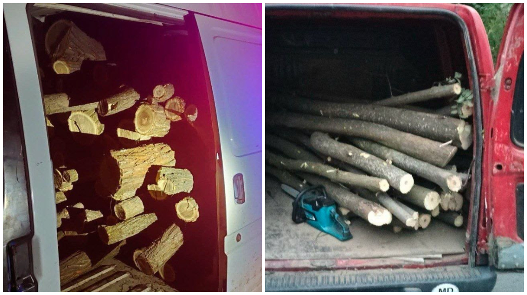 Șase cazuri de tăiere ilegală a arborilor, documentate de polițiștii din Taraclia