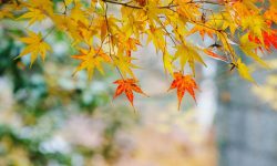 Prognoza meteo pentru 7 octombrie: Vreme caldă și fără ploi