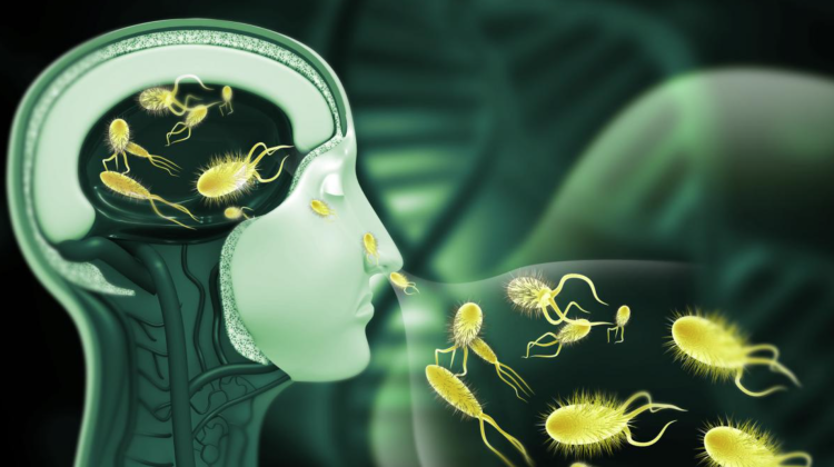 Un microorganism periculos, depistat în Mexic. Este cunoscut drept amiba „mâncătoare de creier”
