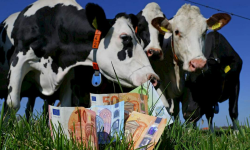 Fermierii pot cere sprijin pentru carnea de bovine, ovine, porc, pasăre și iepure: Cât se plătește