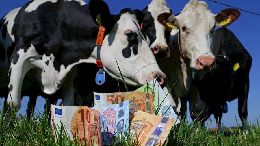 Fermierii pot cere sprijin pentru carnea de bovine, ovine, porc, pasăre și iepure: Cât se plătește
