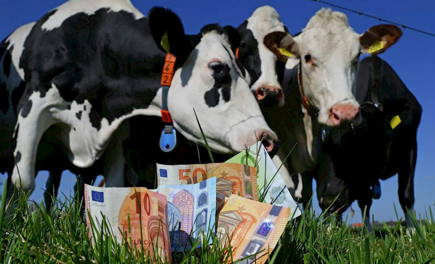 Fermierii pot cere sprijin pentru carnea de bovine, ovine, porc, pasăre și iepure: Cât se plătește