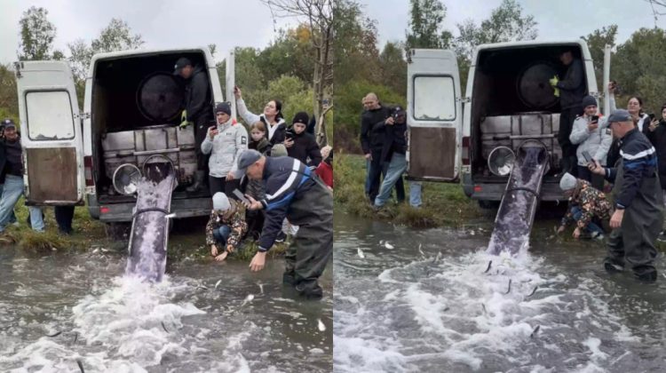 A început campania de populare cu pește a lacurilor din Capitală. Unde a avut loc prima acțiune