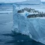 VIDEO Moment spectaculos surprins de o dronă în Antarctica. Puii de pinguin sar în apă de la 15 metri înălțime
