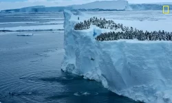 VIDEO Moment spectaculos surprins de o dronă în Antarctica. Puii de pinguin sar în apă de la 15 metri înălțime