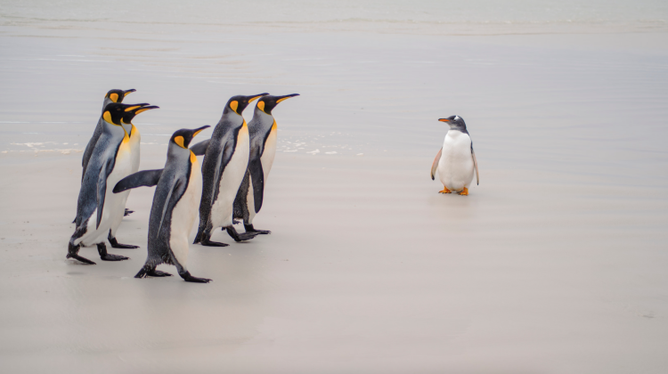 Salariu de 2.500 de euro pentru un job în Antarctica: Angajații trebuie să numere pinguini și să primească turiști