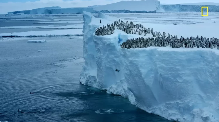 VIDEO Moment spectaculos surprins de o dronă în Antarctica. Puii de pinguin sar în apă de la 15 metri înălțime