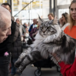 Olimpia, o pisică Maine Coon din Italia, desemnată cea mai frumoasă din lume