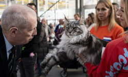 Olimpia, o pisică Maine Coon din Italia, desemnată cea mai frumoasă din lume