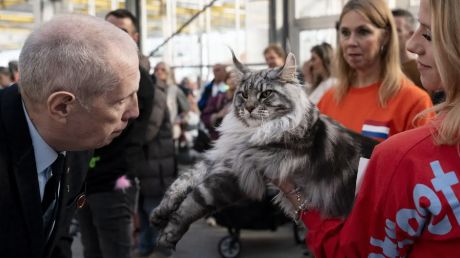 Olimpia, o pisică Maine Coon din Italia, desemnată cea mai frumoasă din lume