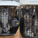 Contrabandă cu pisici, la Tudora! Feline de 100.000 de lei, ascunse într-un autocar care venea în Moldova