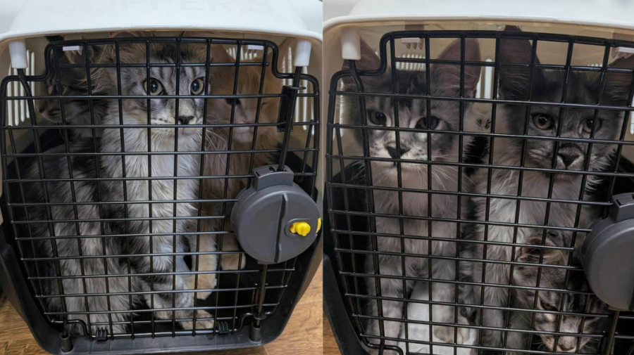 Contrabandă cu pisici, la Tudora! Feline de 100.000 de lei, ascunse într-un autocar care venea în Moldova