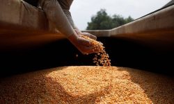 Licențierea importurilor de cereale și oleaginoase ar putea fi prelungită: Anunțul ministrului Agriculturii
