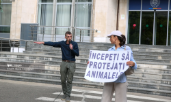 Protest la Guvern pentru protecția animalelor: Activiștii cer măsuri concrete și o structură națională