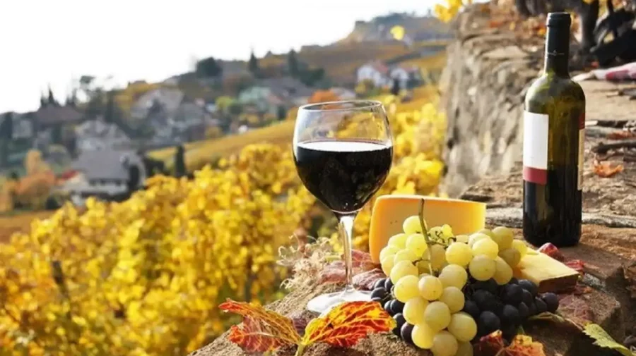 Sectorul vitivinicol duce lipsă de angajați. Digitalizarea aduce o nouă provocare