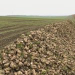 Cultivatorii de sfeclă de zahăr s-ar putea alătura protestelor fermierilor dacă autoritățile nu le răspund solicitărilor