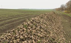 Cultivatorii de sfeclă de zahăr s-ar putea alătura protestelor fermierilor dacă autoritățile nu le răspund solicitărilor