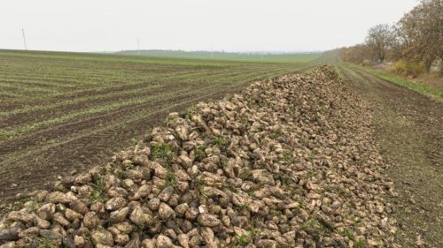 Cultivatorii de sfeclă de zahăr s-ar putea alătura protestelor fermierilor dacă autoritățile nu le răspund solicitărilor