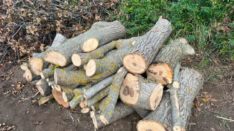 Tăieri ilegale de arbori, depistate în mai multe localități din țară. Prejudiciul depășește 58.000 de lei