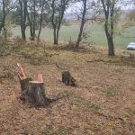 Tăieri ilegale de arbori în Dondușeni și Cahul. Prejudiciul ajunge la peste 25.000 de lei