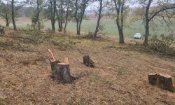 Tăieri ilegale de arbori în Dondușeni și Cahul. Prejudiciul ajunge la peste 25.000 de lei