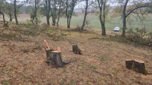 Tăieri ilegale de arbori în Dondușeni și Cahul. Prejudiciul ajunge la peste 25.000 de lei