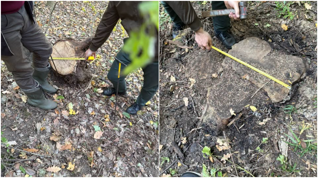 Arbori tăiați ilegal în fondul forestier din Călărași. Prejudiciul cauzat – 10.000 lei