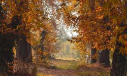 Prognoza meteo pentru 5 octombrie: Vreme caldă în timpul zilei, dar cu înghețuri izolate